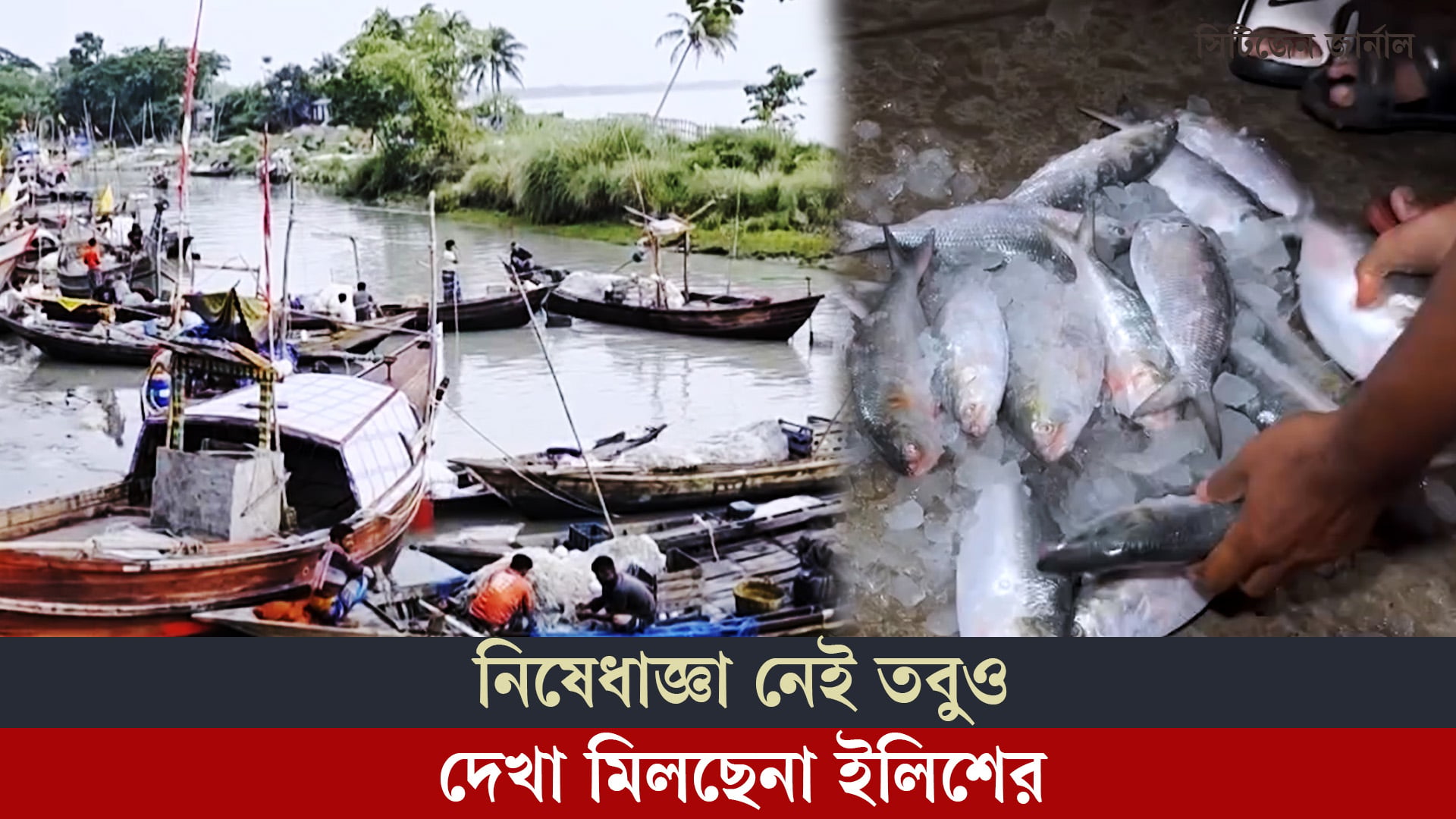 নিষেধাজ্ঞা নেই তবুও দেখা মিলছেনা ইলিশের