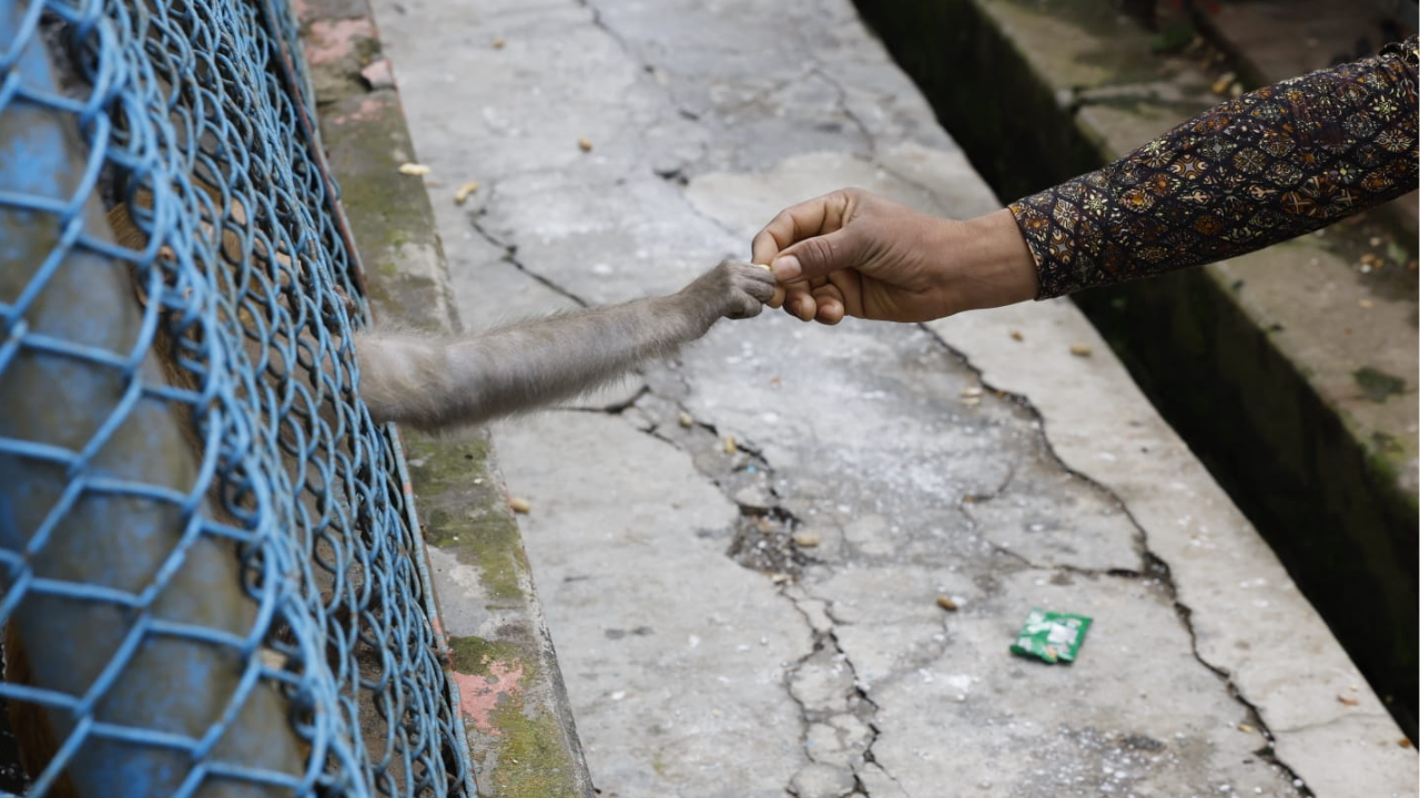 খাঁচায় থাকা বানরের সঙ্গে হাত মেলাচ্ছে কেউ কেউ
