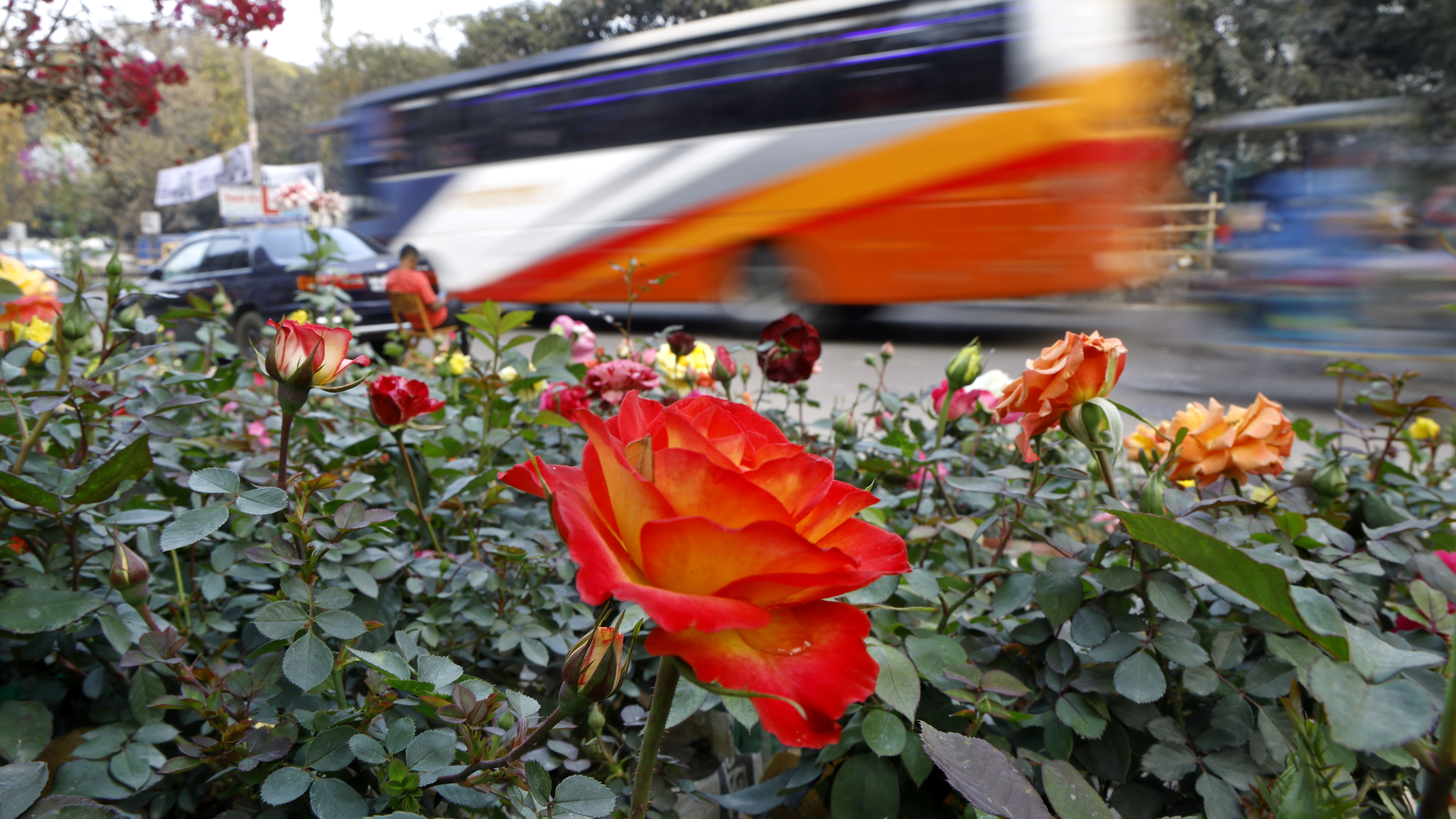 রাস্তার ধারে সারি সারি সাজানো গোলাপ ফুল প্রতিদিনই নজর কাড়ছে পথচারীদের; ব্যস্ত শহরজীবনে এনে দিচ্ছে একটু স্বস্তির ছোঁয়া।