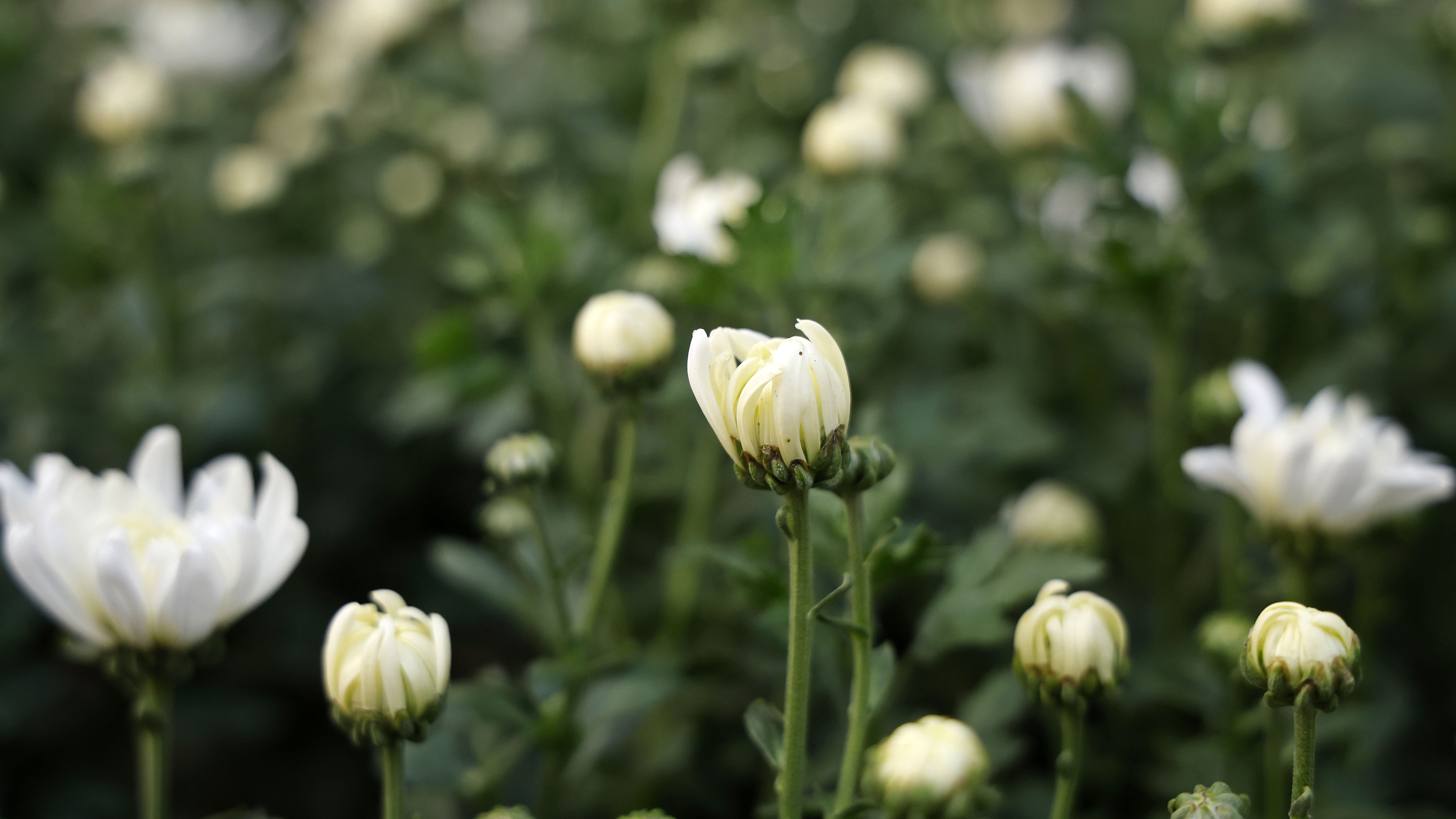 আরামবাগের এই নার্সারিতে দেশি-বিদেশি প্রায় ২০০ প্রজাতির ফুলগাছ পাওয়া যায়।