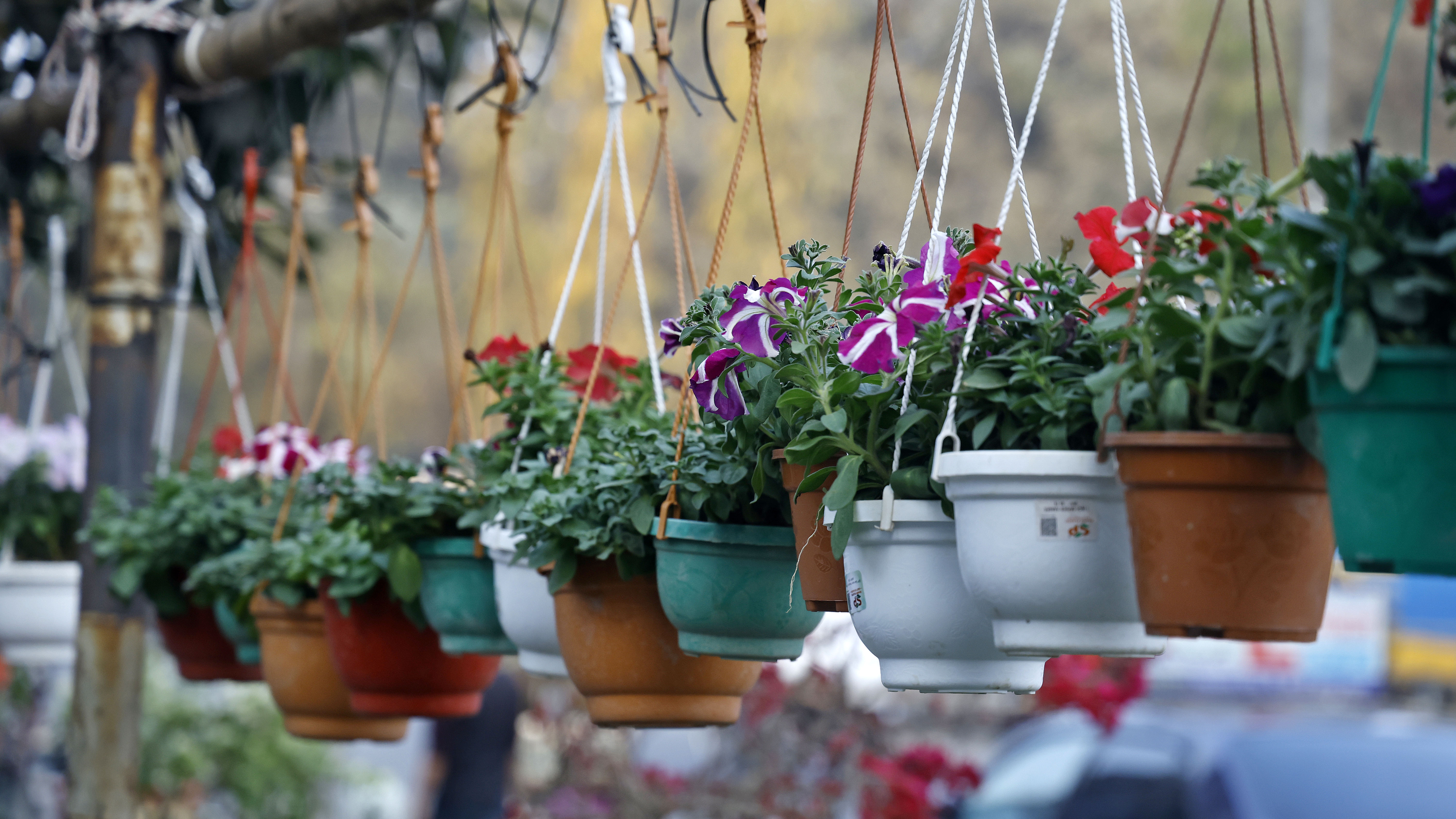 প্লাস্টিকের টবে করে বিক্রী হচ্ছে বাহারি রকমের ফুল গাছ।