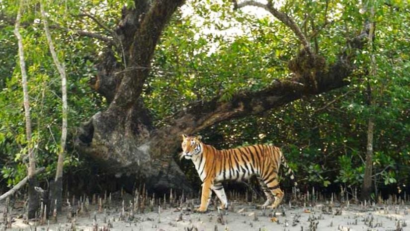 ফাইল ছবি    