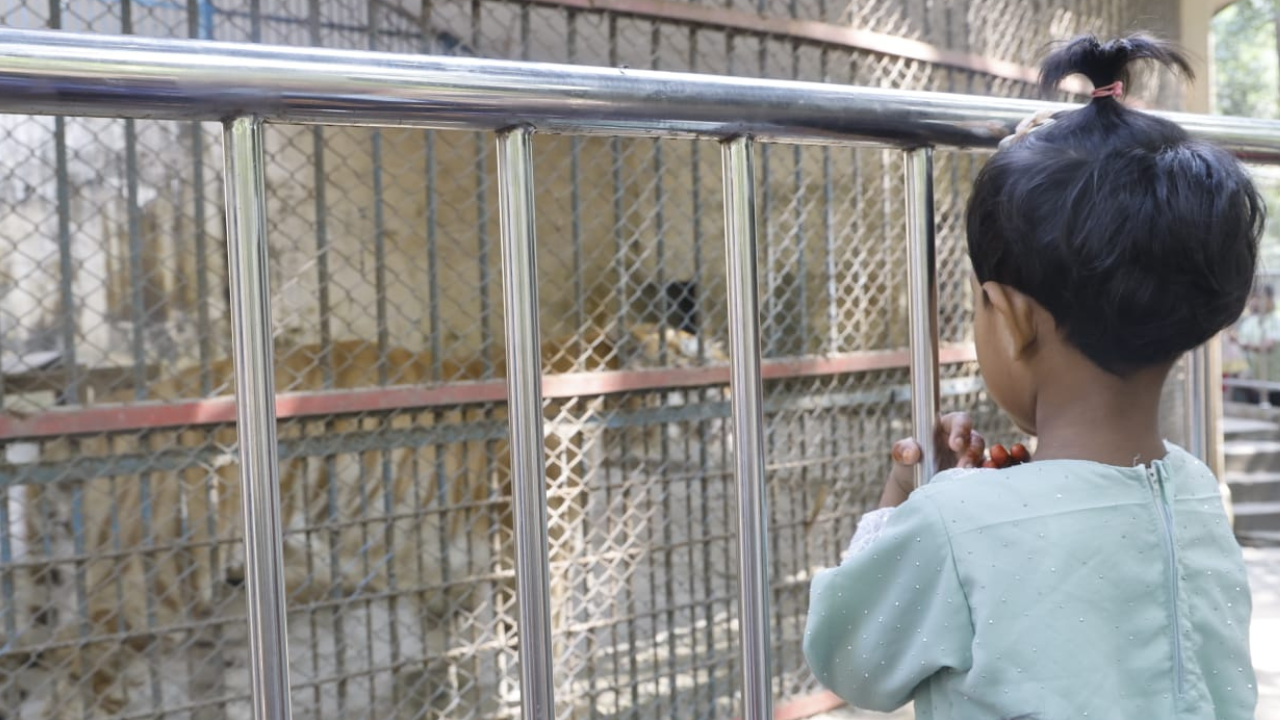 চিড়িয়াখানায় বাঘ মামাকে অবাক দৃষ্টিতে দেখছে এক শিশু