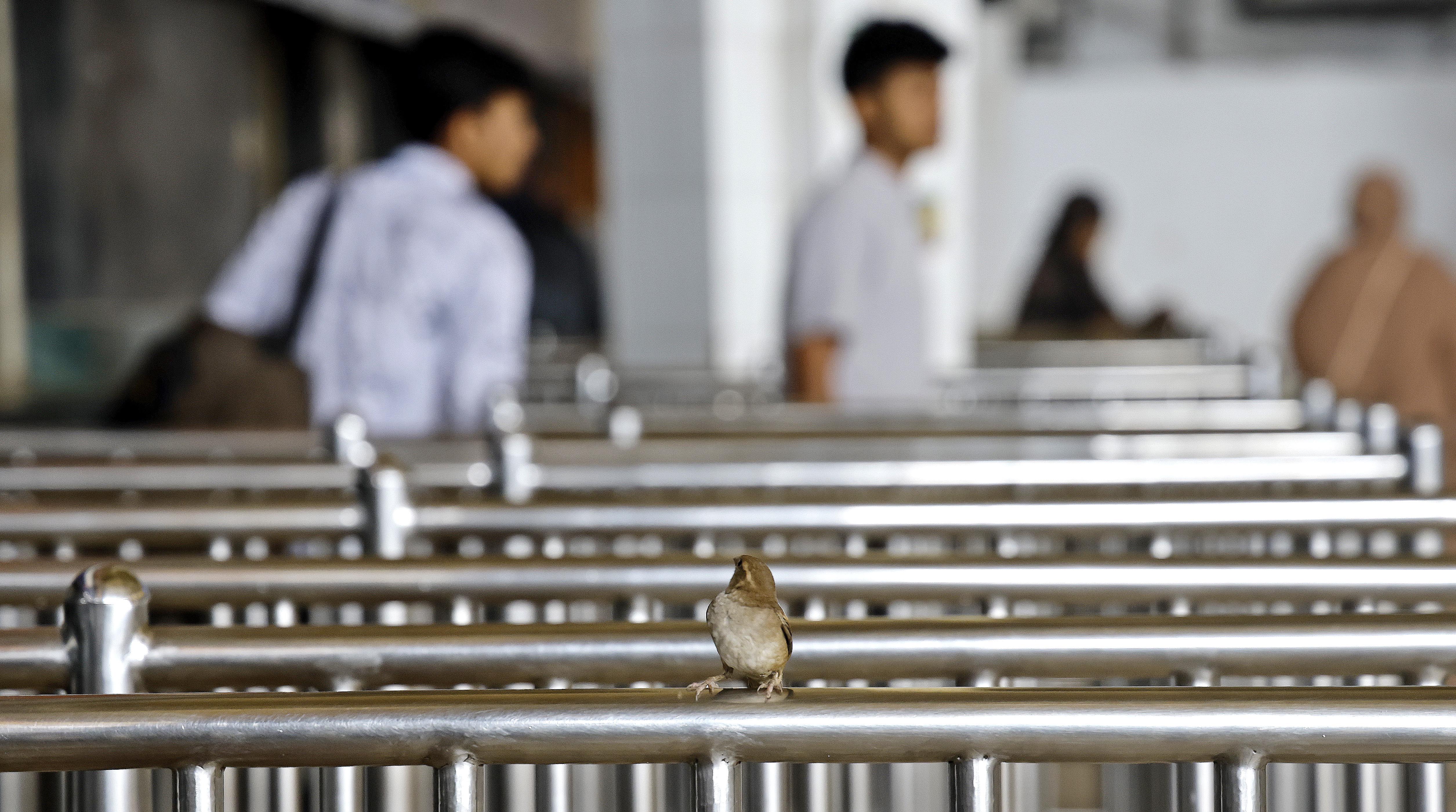 ফাঁকা রেল স্টেশনে দেখা মিললো চড়ুই পাখির