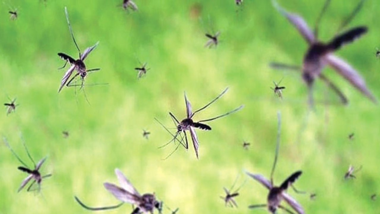 মশার উপদ্রবে অতিষ্ঠ নগরবাসী