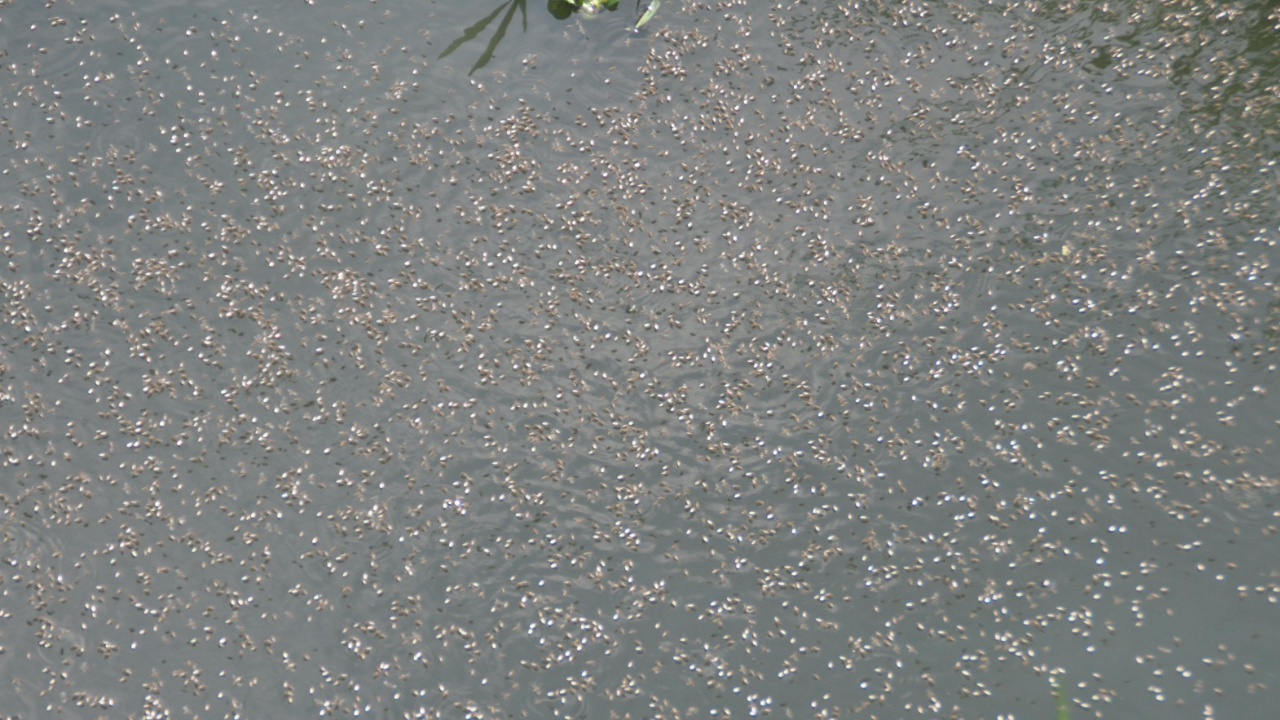 মশার উপদ্রবে অতিষ্ঠ নগরবাসী