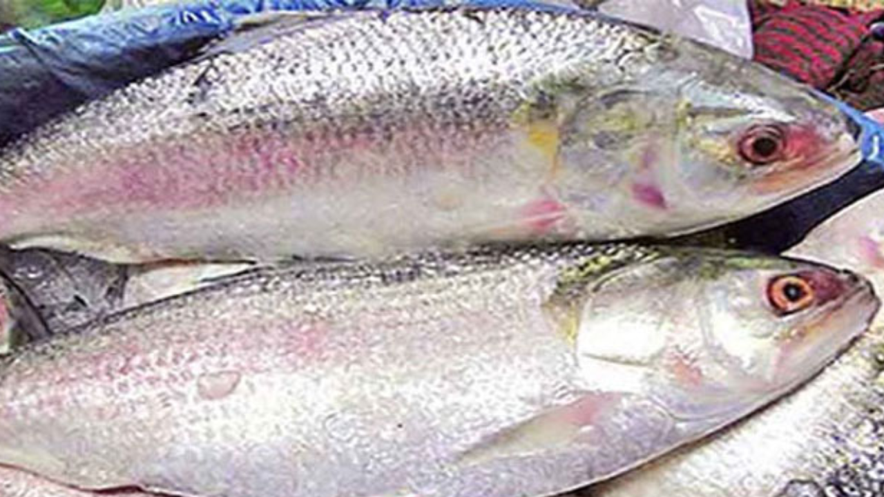 বৈশাখ ঘিরে ইলিশ যেনো সোনার হরিণ