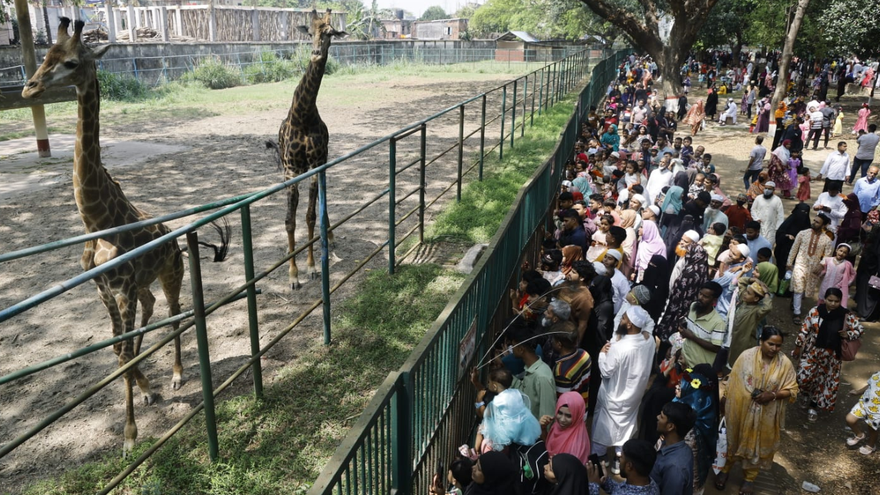 লম্বা গলার জিরাফ দেখছেন দর্শনার্থীরা