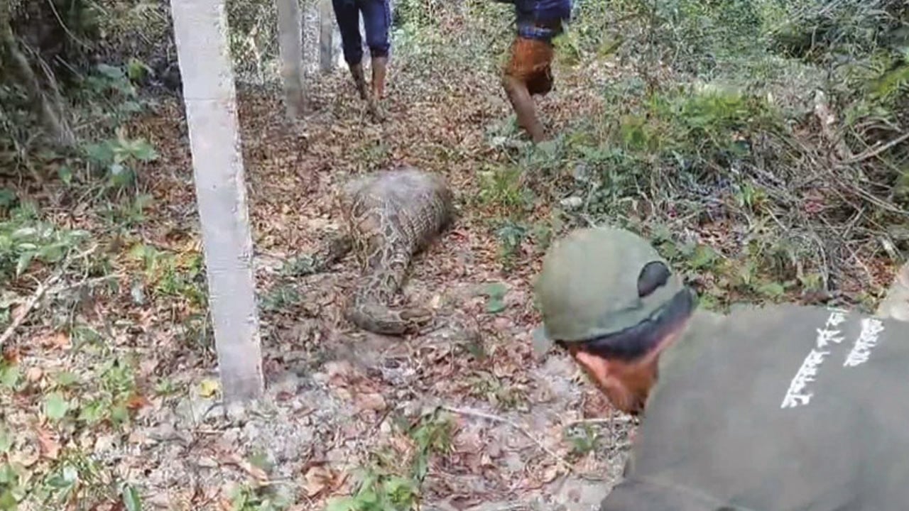 অজগরের পেটে ছাগল