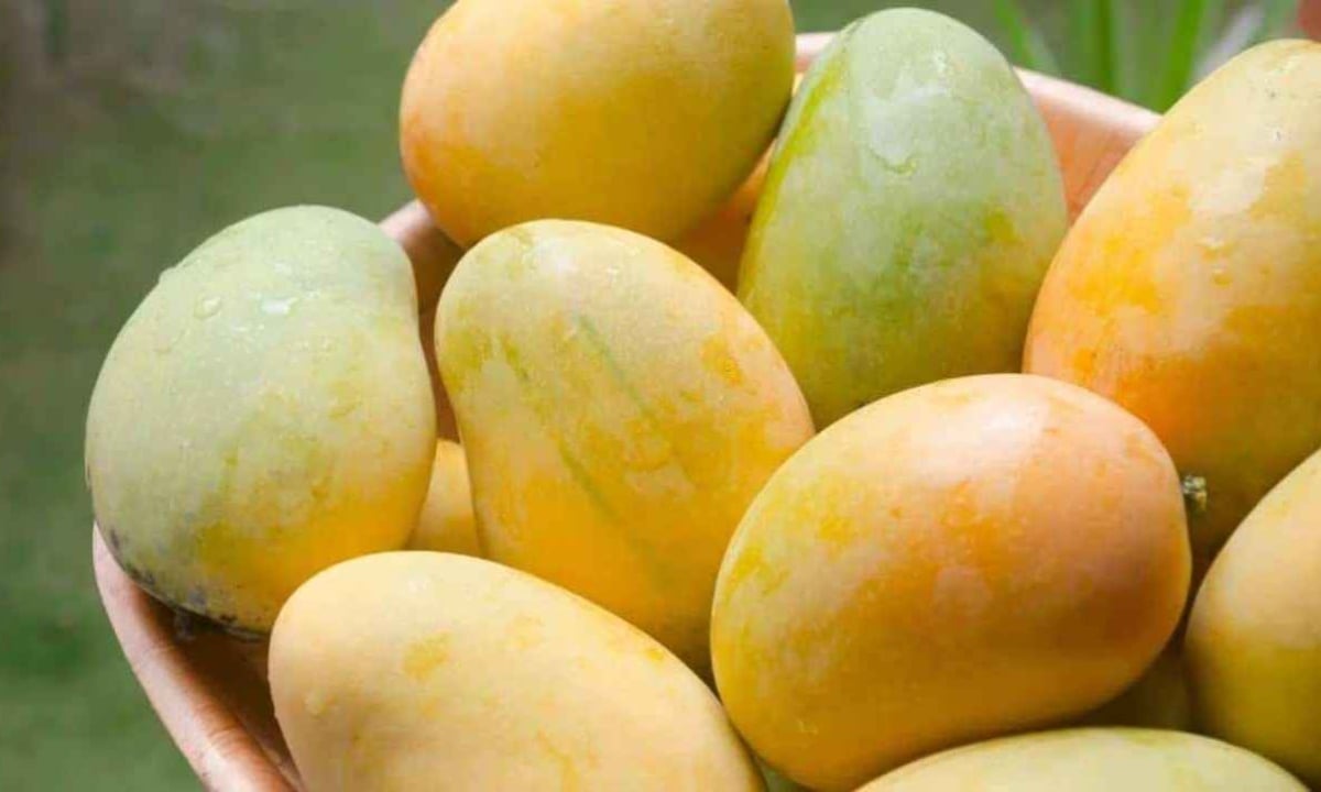 আম খেলে কি ওজন বাড়ে