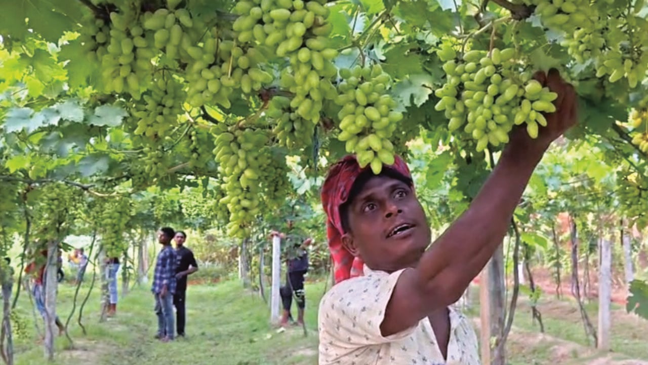বিদেশফেরত যুবকের আঙুর চাষে দিনবদলের স্বপ্ন