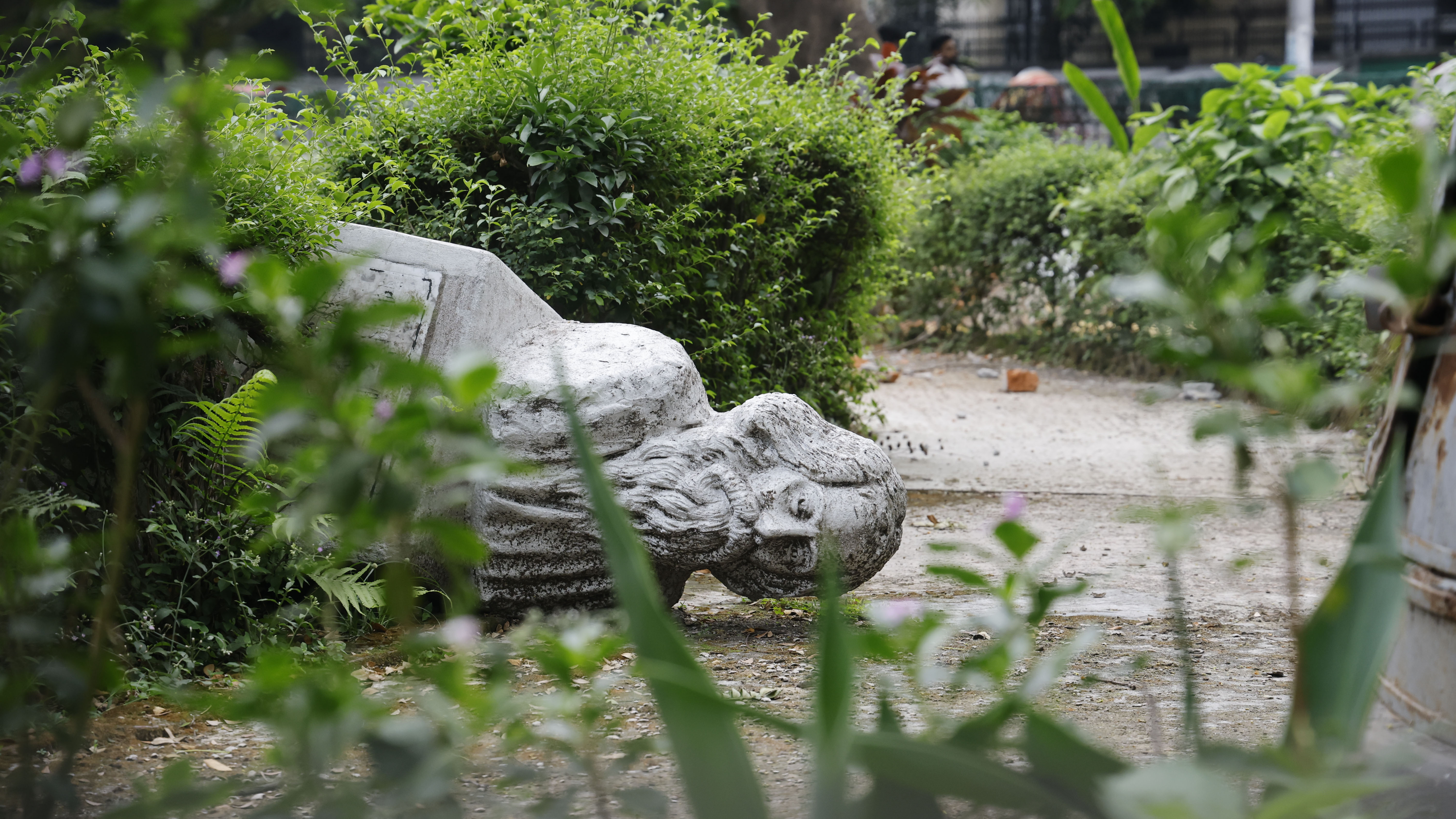 সবুজ ঘাসের মধ্যে রবীন্দ্রনাথের ভাঙা ভাস্কর্য পড়ে আছে