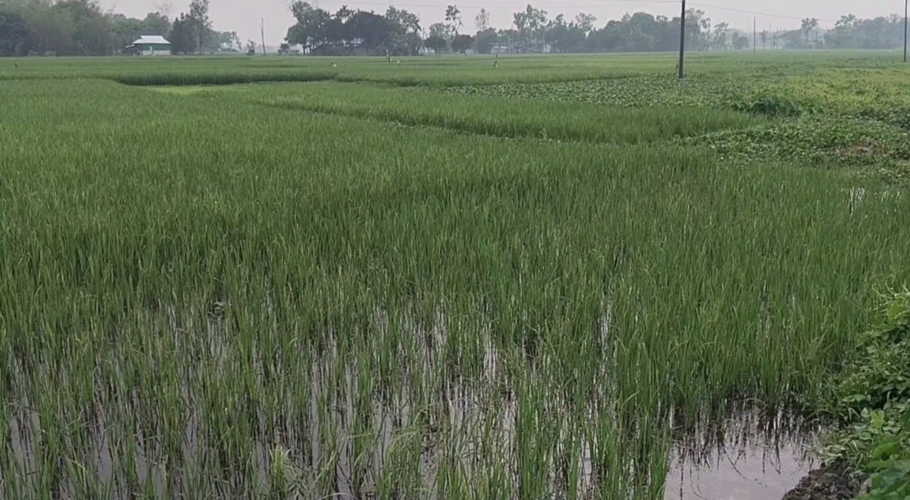 বিল ২