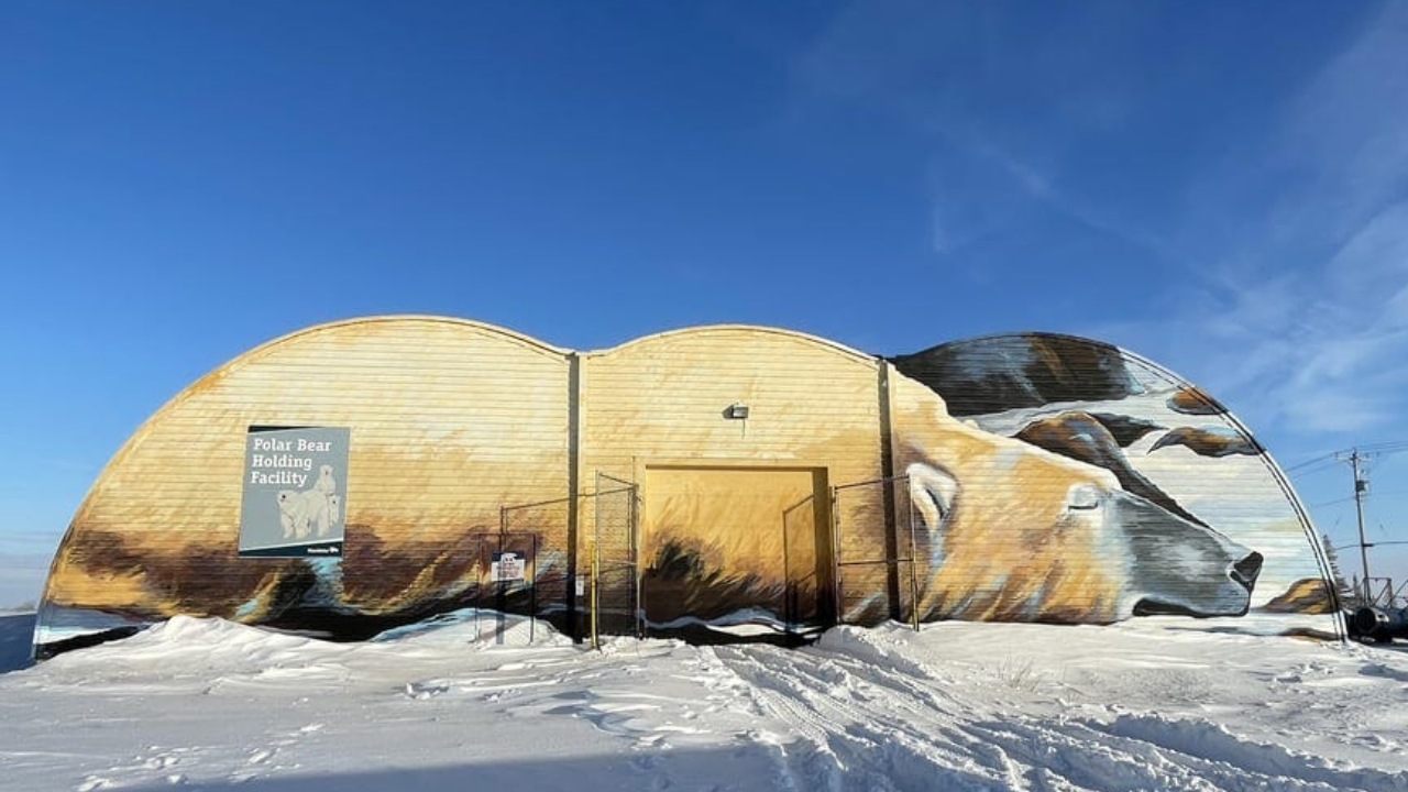 বরফের দেশে অদ্ভুত আইন: ভাল্লুকের জন্য জেলখানা!