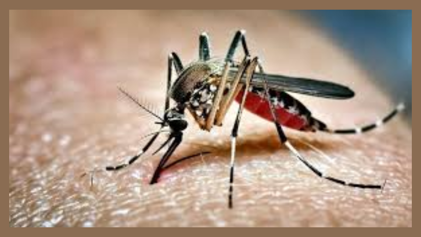 ডেঙ্গুতে ২ নারীর মৃত্যু, হাসপাতালে ২২০ জন