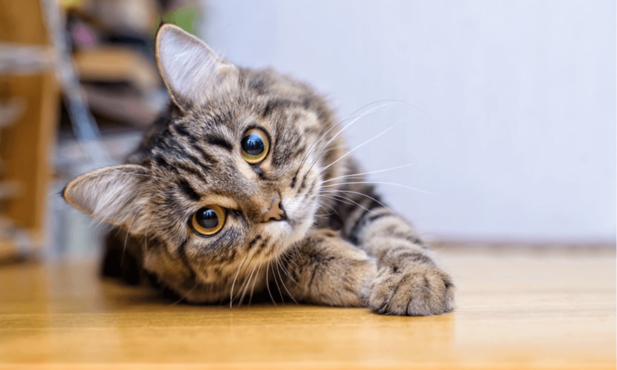 পুরুষদের দৃষ্টি আকর্ষণে কী বিড়াল বেশি ডাকে