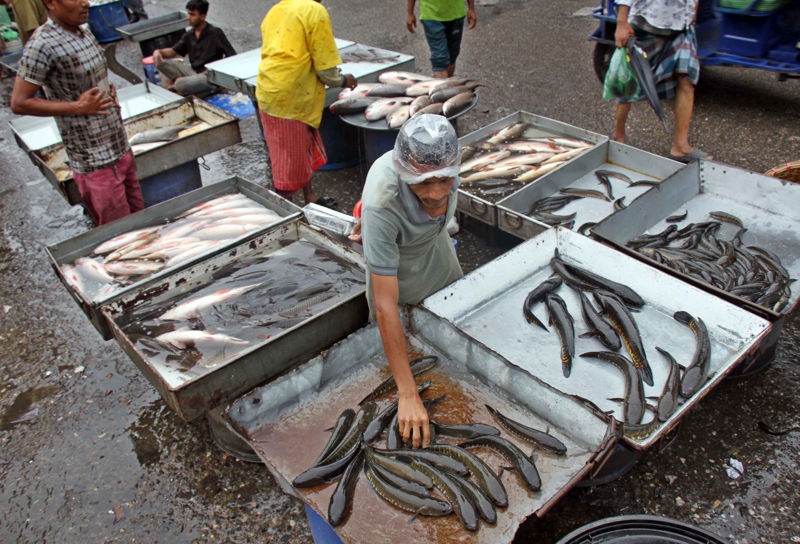 এখানে নদী, বিল, সামুদ্রিক এবং চাষের সব ধরনের তাজা মাছ পাওয়া যায়