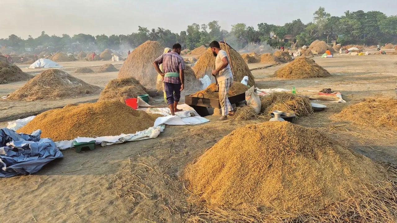 এক মণ ধানের দাম ৬০০, শ্রমিকের মজুরি ১৫০০ টাকা