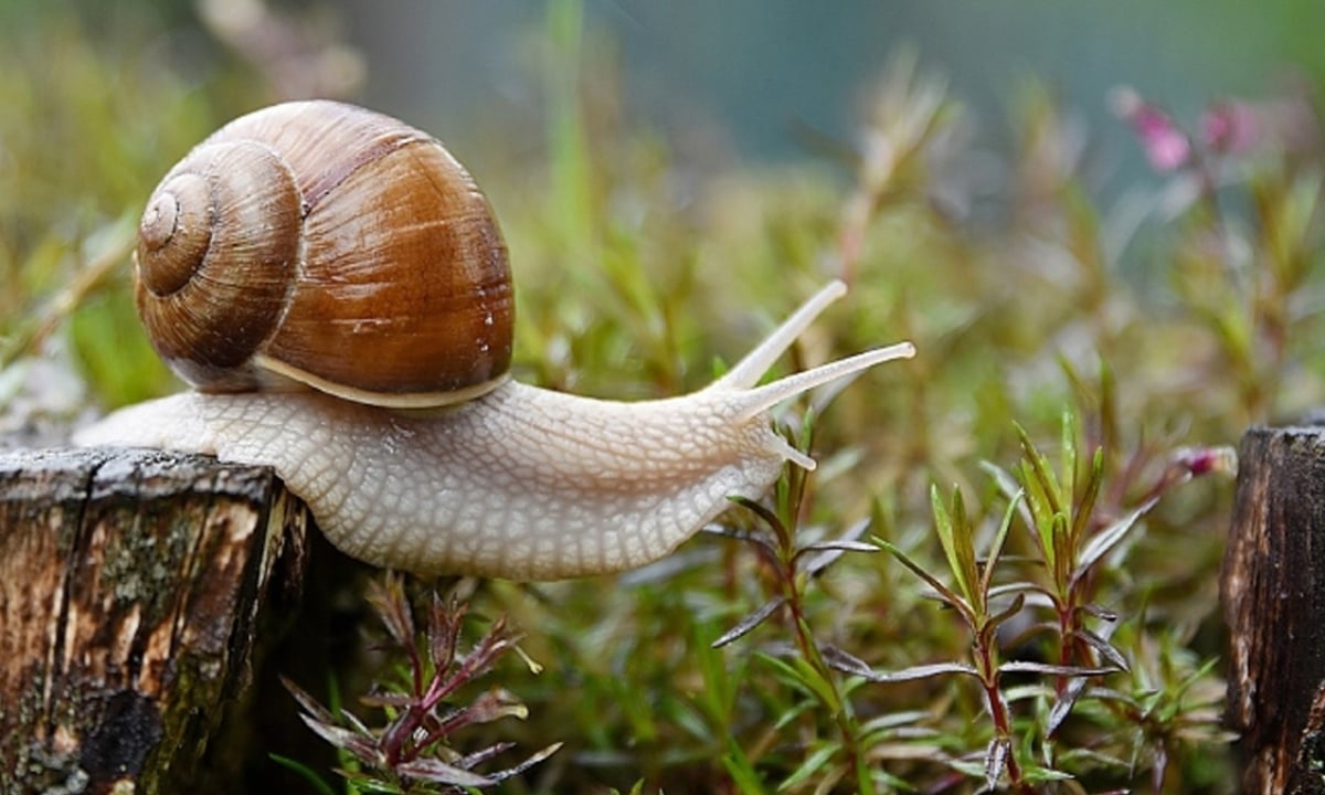 ত্বকের সুরক্ষায় ‘শামুক থেরাপি’