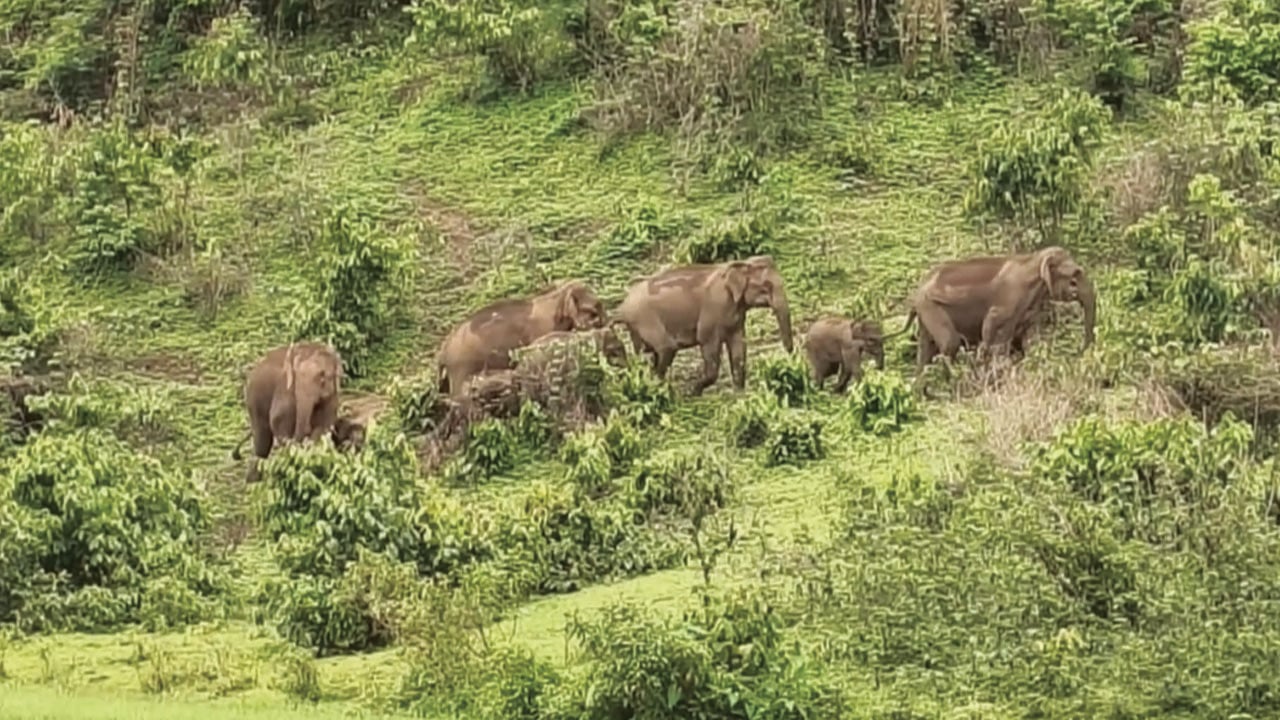 বন্য হাতির আক্রমণে প্রাণ গেল যুবকের