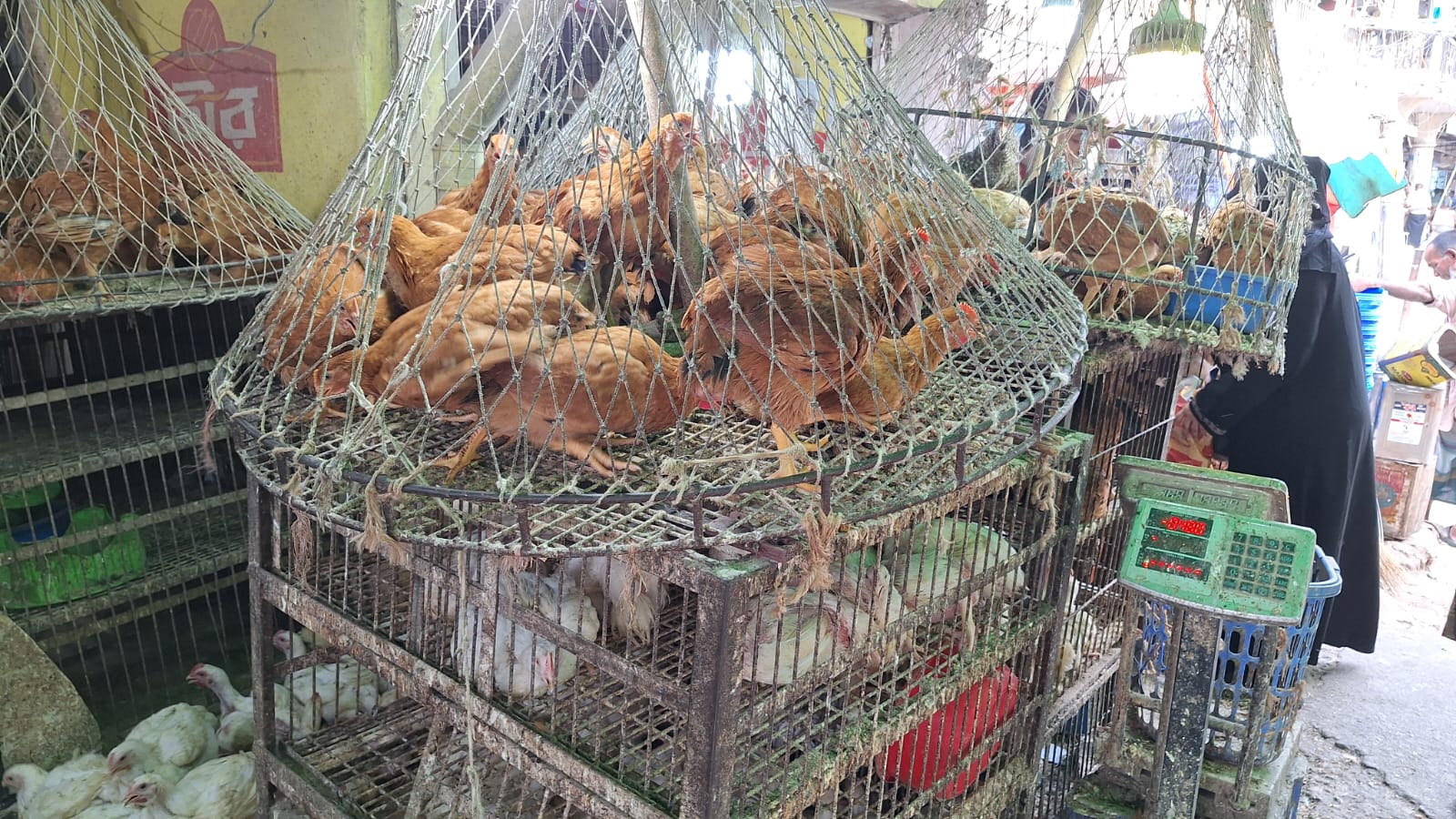 মুরগি