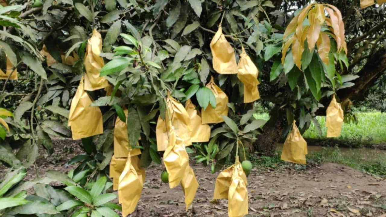 বাড়তি ফলনের আশা, রাজশাহীর আম বাগানে চলছে ফ্রুট ব্যাগিং