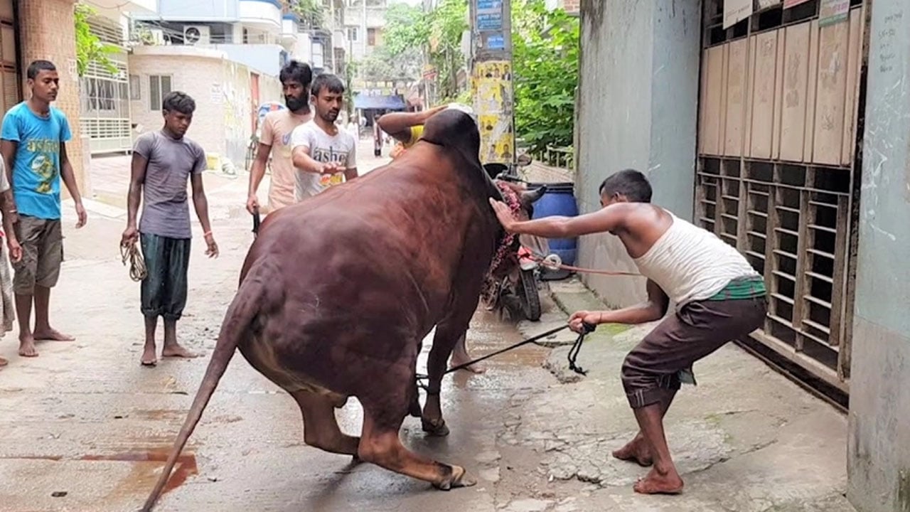 কোরবানি ঘিরে প্রস্তুত ৩৮ হাজার ৩৬২ কসাই