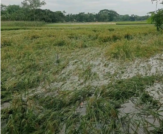 ধানখেত