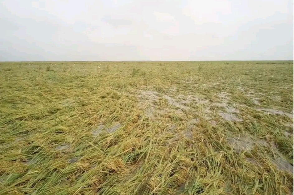 ধান (1)