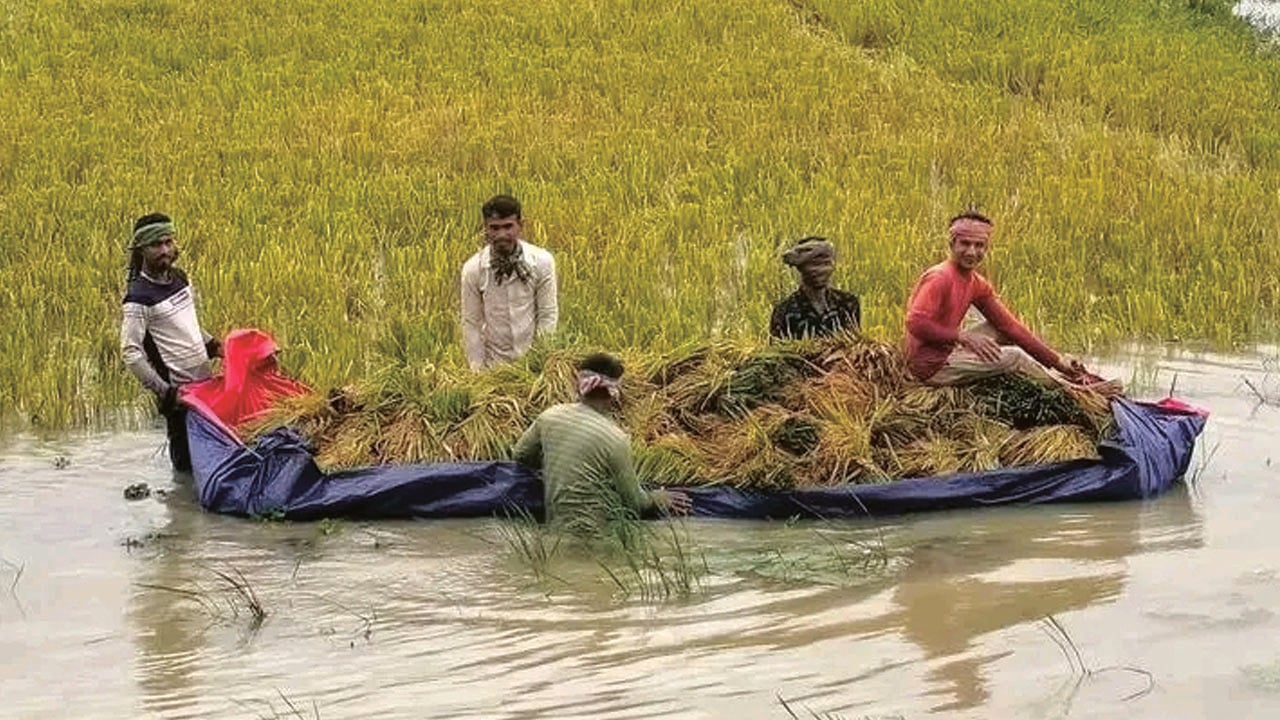 চোখের সামনে হাওরে ডুবল পাকা ধান