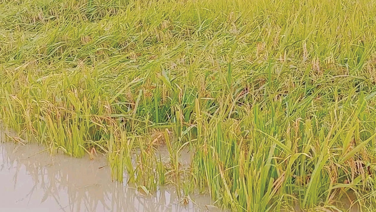 অতিবৃষ্টিতে তলিয়ে গেছে হাওরের ধান