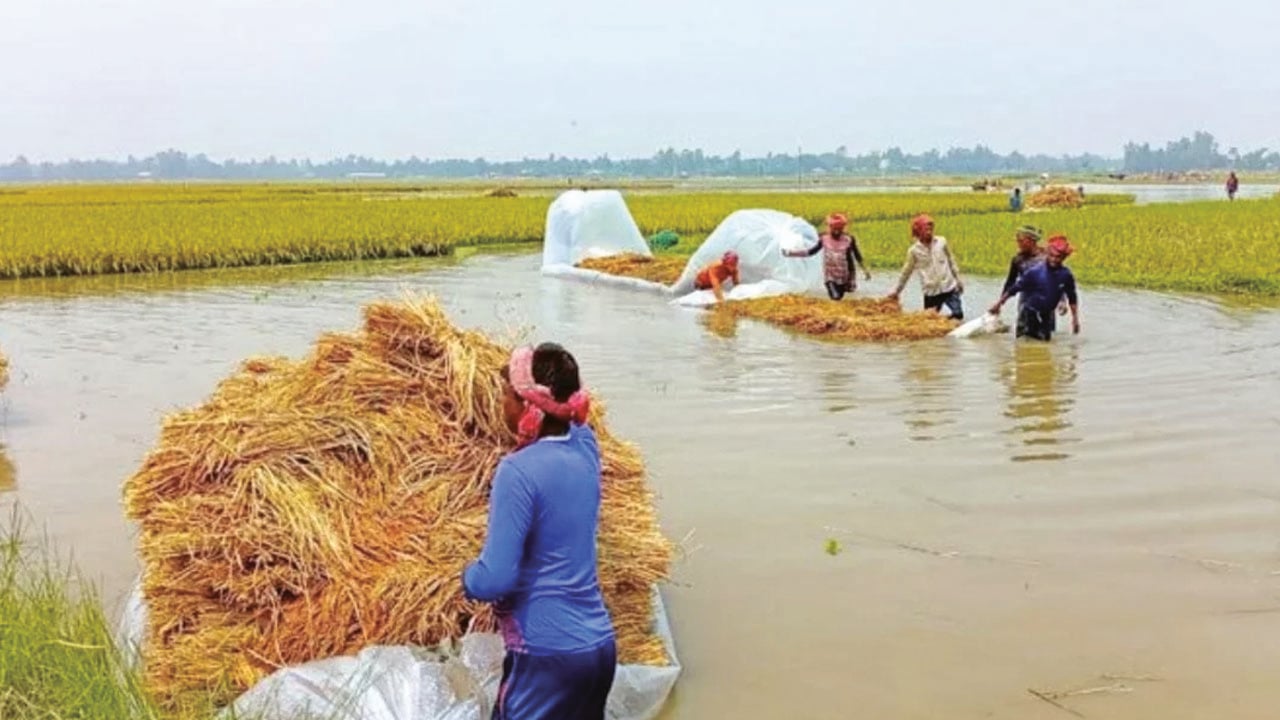 চলনবিলে বন্যা আতঙ্ক: ধান সংগ্রহে কৃষকের দিনরাত একাকার