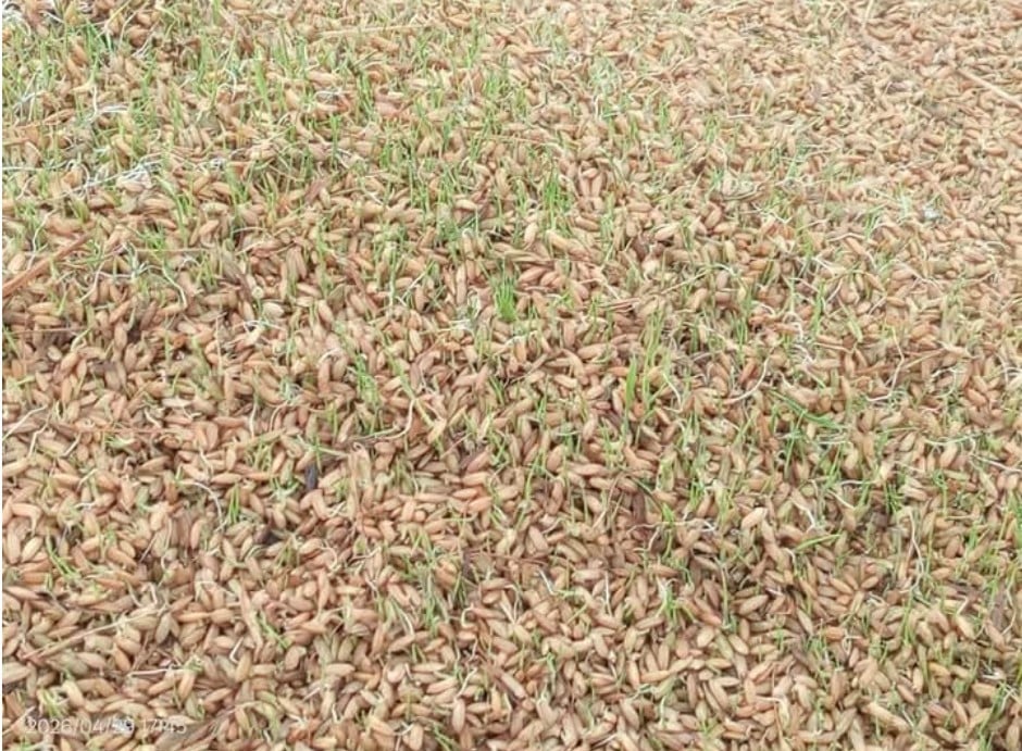 ধান (1)