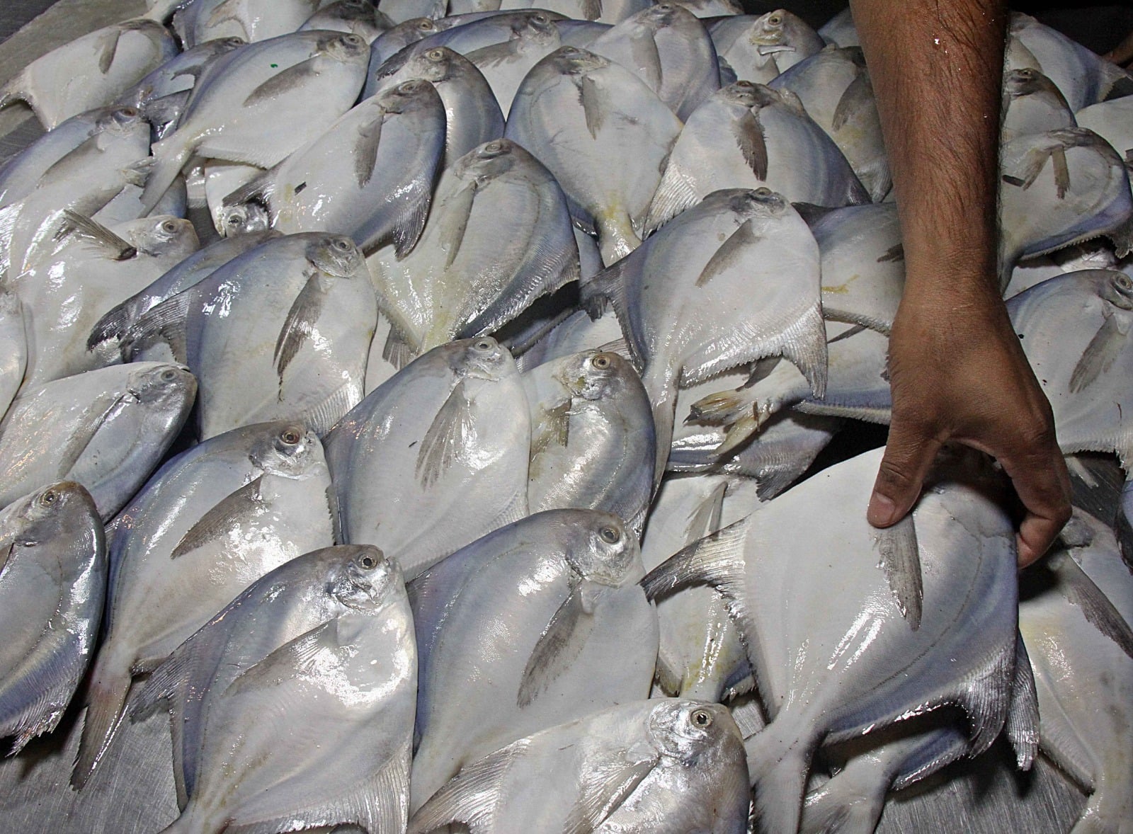 থরে থরে সাজানো রুপচাঁদা মাছ