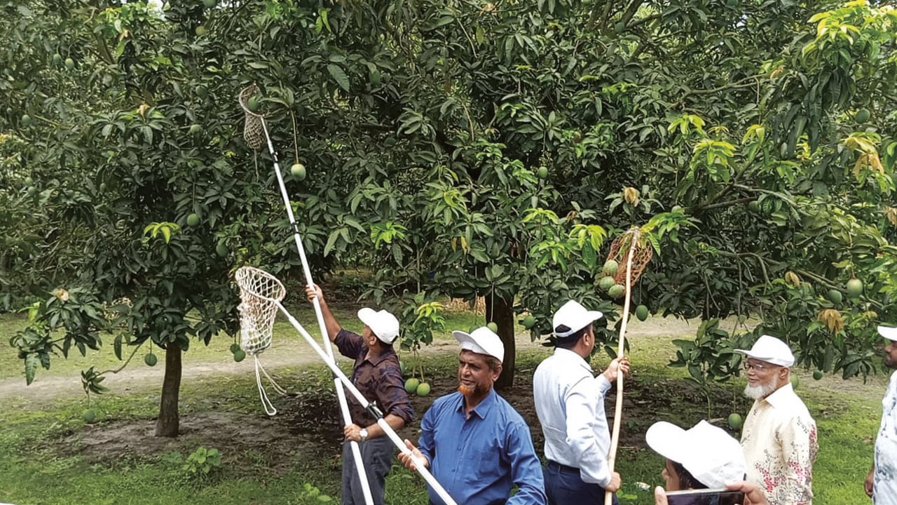 সাতক্ষীরায় আম সংগ্রহ শুরু