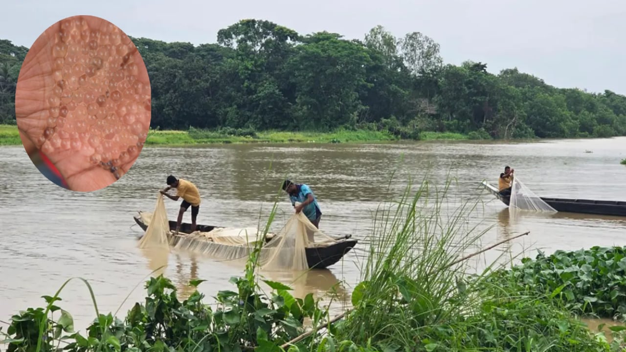 হালদা নদীতে নমুনা ডিম ছাড়লো মা মাছ