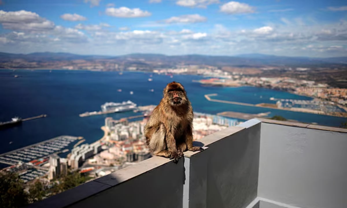 হজমশক্তি বাড়াতে মাটি খাচ্ছে বানর