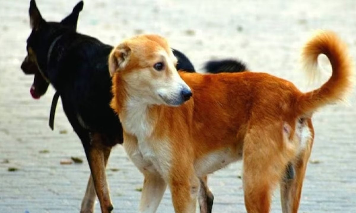 কুকুরের লেজ সোজা হয় না কেন