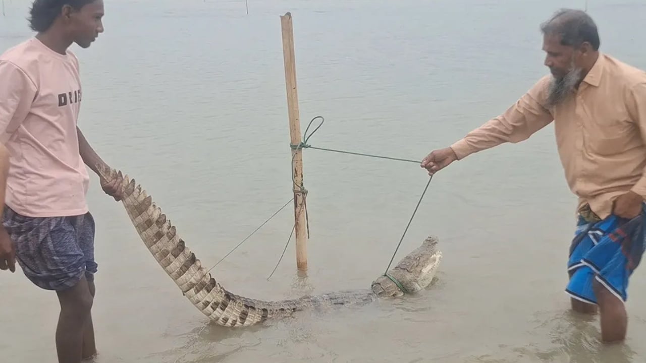 পদ্মায় জেলের বড়শিতে ধরা পড়লো কুমির
