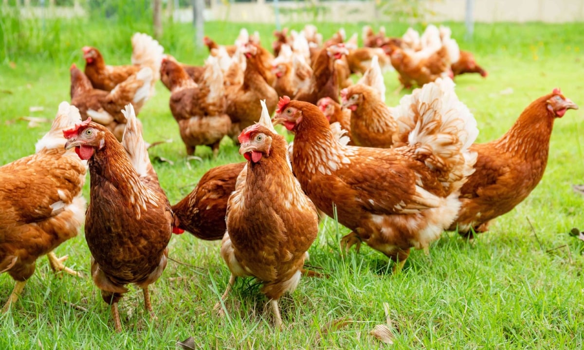 মানুষের আবেগ বুঝতে পারে মুরগি