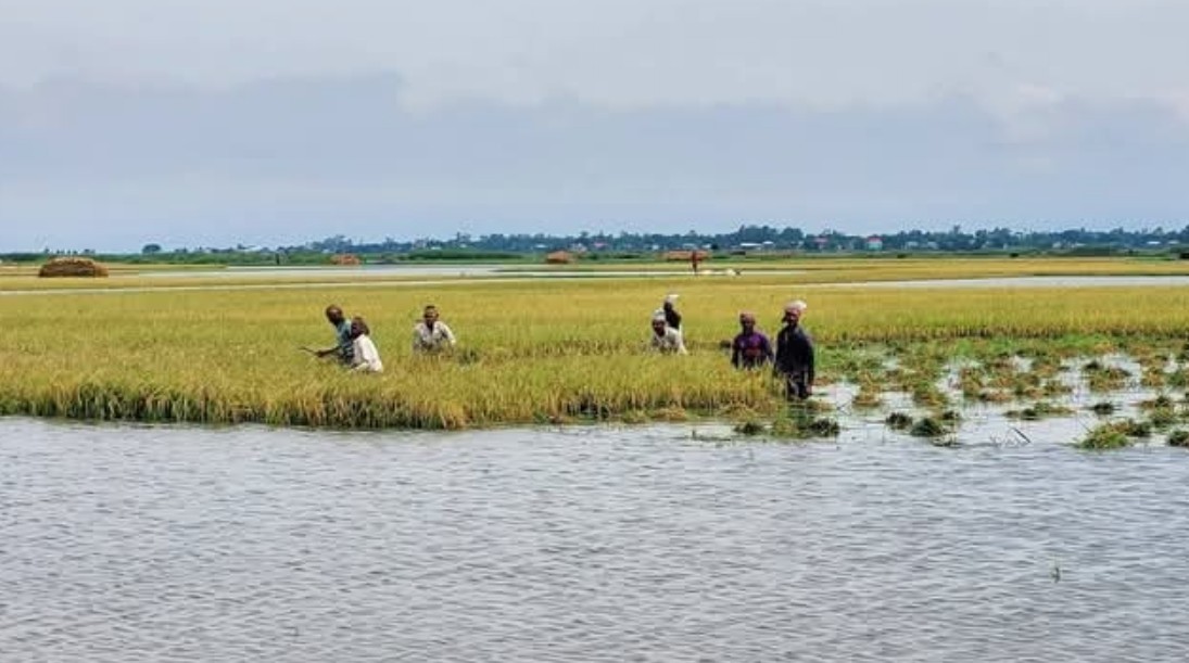 ধান