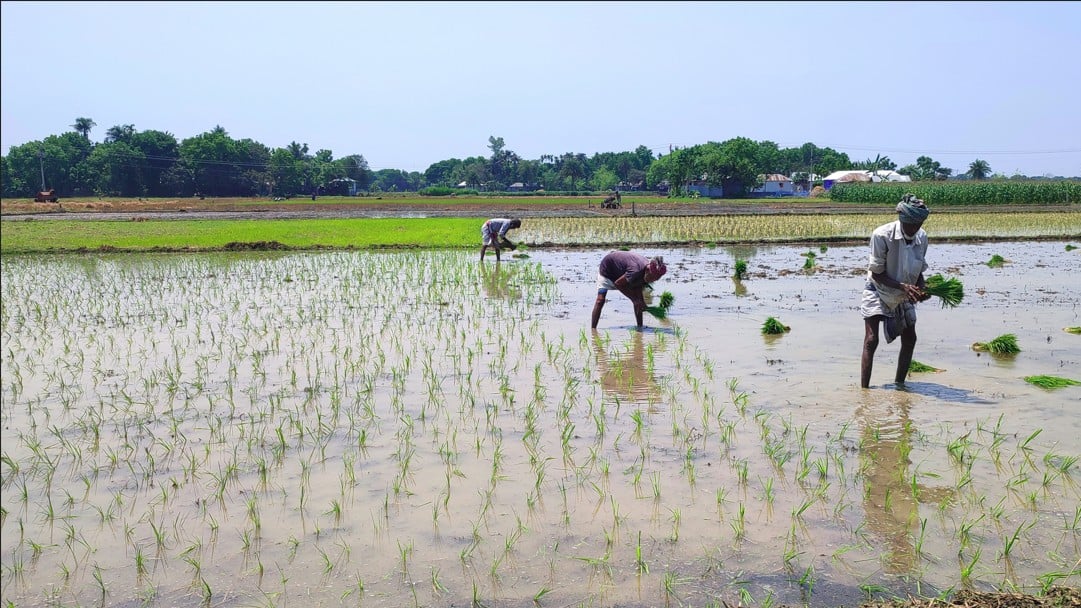 ধান রোপণ