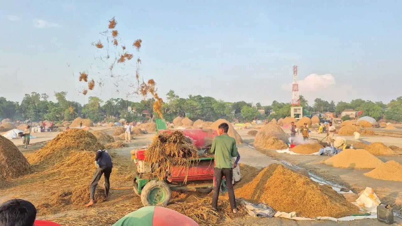 ধান শুকানোর সুযোগ পেয়ে ব্যস্ত সময় কাটাচ্ছেন কৃষকরা