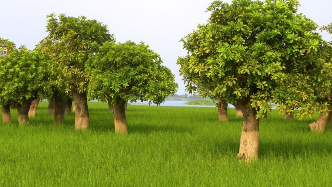 দিল্লি (3)