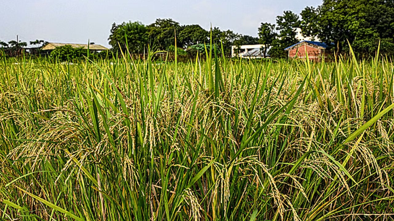 আউশ ধানের নতুন জাত, যে পরিবর্তন আনলেন গবেষকরা