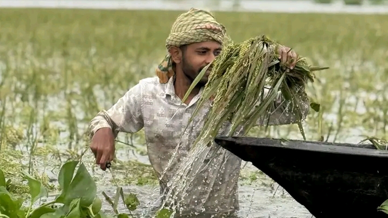 হাওরে ডুবছে স্বপ্নের ফসল