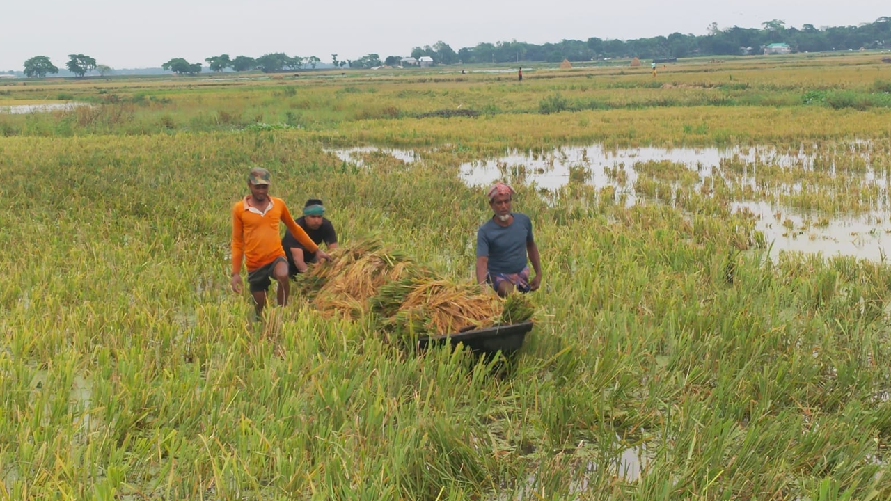 বৃষ্টির পানিতে তলিয়ে যাওয়া ধান কেটে এভাবেই নৌকায় করে নিয়ে আসছে মানুষ। নেত্রকোনার কেন্দুয়া উপজেলার উগারিয়া হাওরের দৃশ্য