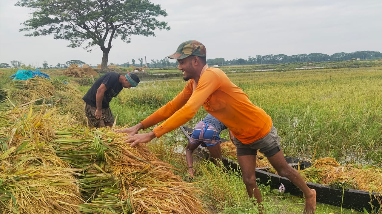 বৃষ্টির পানিতে তলিয়ে যাওয়া ধান কেটে আনতে পেরে কৃষকের আনন্দ