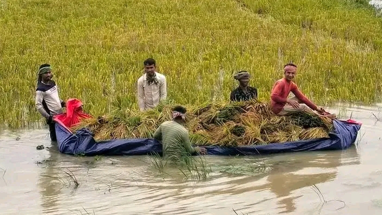 হাওরের পানিতে তলিয়ে যাওয়া ধান উদ্ধারে কৃষকের প্রাণান্তকর চেষ্টা