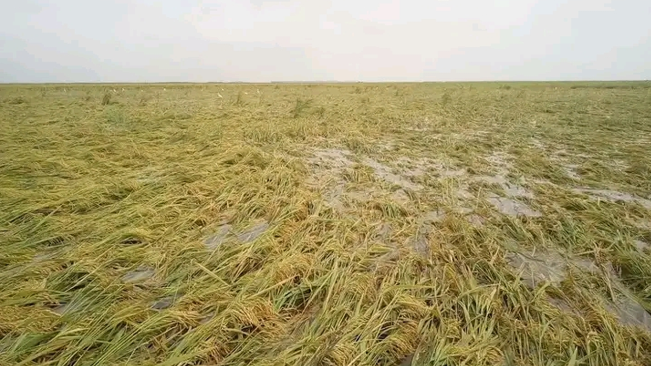 কিশোরগঞ্জের হাওরে বিস্তীর্ণ এলাকার ফসল বৃষ্টির পানিতে তলিয়ে গেছে